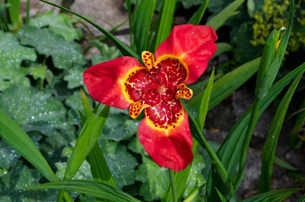 Kolorowe Egzotyczne Kwiaty Tigridia Pavonia Angielskim Ogrodzie — Zdjęcie stockowe