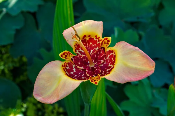 Die Exotisch Blühende Gelbbauchunke Tigridia Canariensis Einem Englischen Garten — Stockfoto