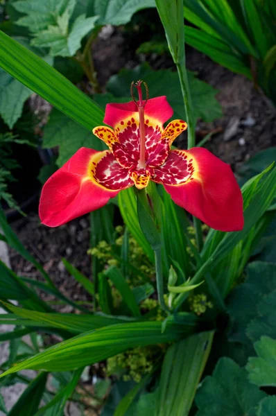 Die Farbenfroh Exotisch Blühende Tigridia Pavonia Einem Englischen Garten — Stockfoto