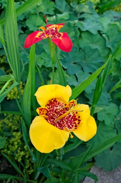 Exotic Flowering Yellow Tigridia Pavonia Aurea English Garden — Stock Photo, Image