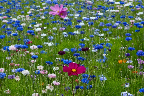 Centaurea Cyanus Und Der Kosmos — Stockfoto