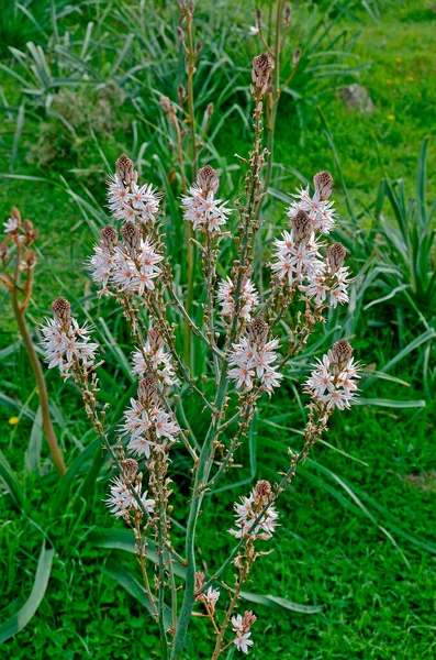 Asphodelus Aestivus Growing Wild Cyprus Countryside — Stock Photo, Image