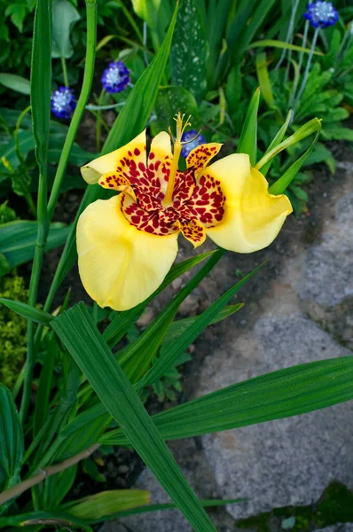Egzotyczne Kwitnienieżółta Tigridia Pavonia Aurea Angielskim Ogrodzie — Zdjęcie stockowe