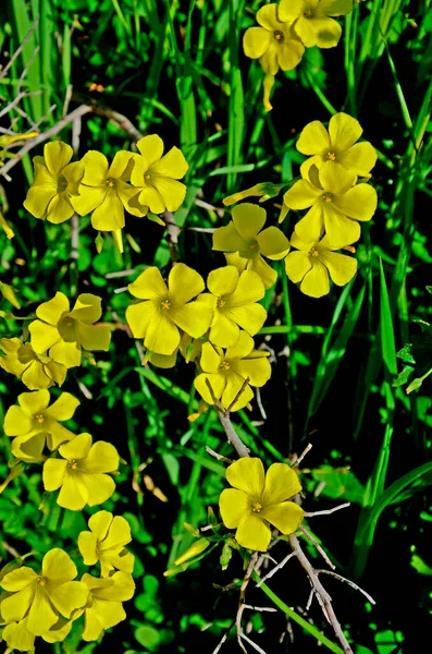 Primo Piano Oxalis Pes Caprae Selvatico Nella Campagna Cipriota — Foto Stock