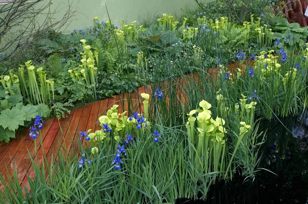 Giardino Acquatico Che Celebra Uno Degli Habitat Fragili Del Mondo — Foto Stock