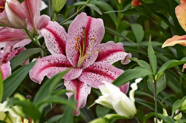 Flowering Lily \'Tiger Edition\' in close up