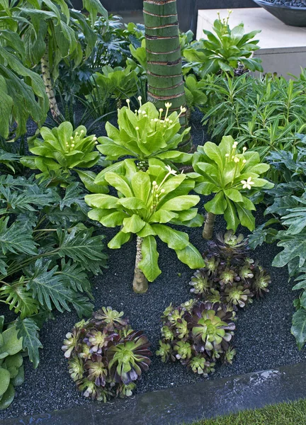 Brighamia Insignis Fleuri Plan Rapproché Dans Jardin Tropical Avec Des — Photo