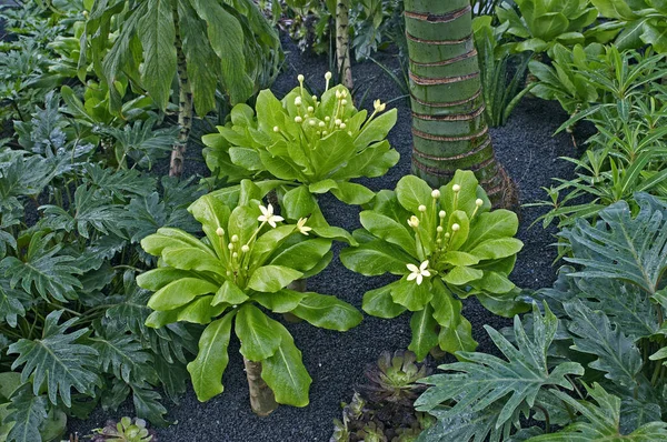 Brighamia Insignis Fleurs Près Dans Jardin Tropical — Photo