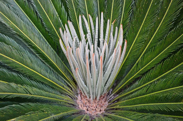 Close Van Langzaam Groeiende Cycad Encephalartos Een Mediterrane Grden — Stockfoto