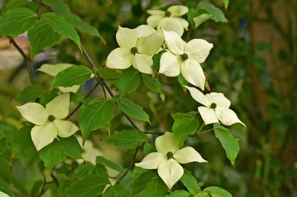 Flowering Cornus Kousa Var China Girl — Stock Photo, Image