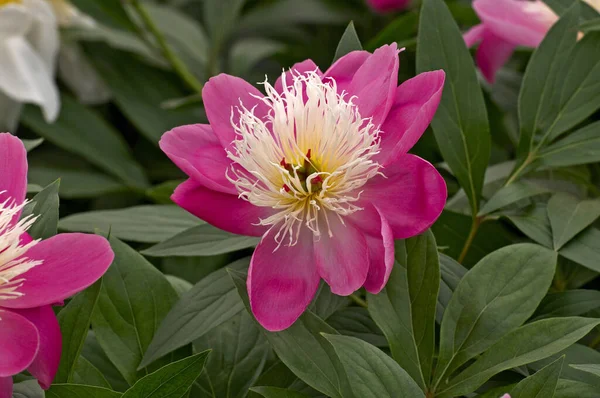 Peonías Herbáceas Bowl Beauty Borde Las Flores — Foto de Stock