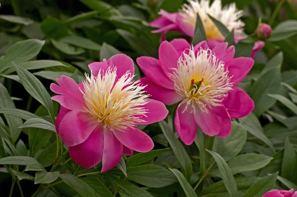 Peonías Herbáceas Bowl Beauty Borde Flores — Foto de Stock