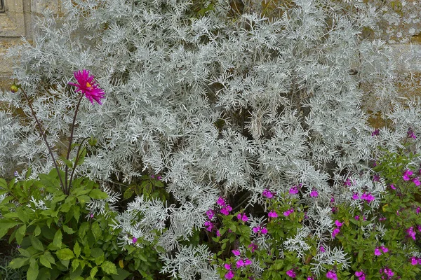 Cineraria Senecio Silver Dust Con Dahlia Contraste Borde Flores —  Fotos de Stock