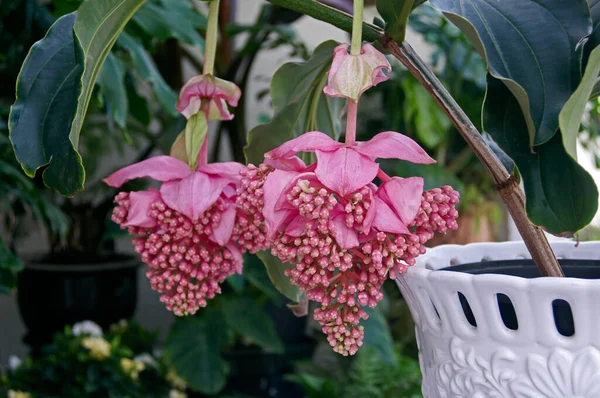 Flowering Medinilla magnifica in close up — Stock Image Flowering Medinilla Magnifica Close Royalty Free Stock Photos