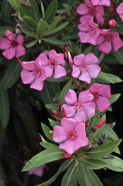 Detailní Záběr Růžového Oleander Nerium Rostoucí Divoké Kyperském Venkově — Stock fotografie