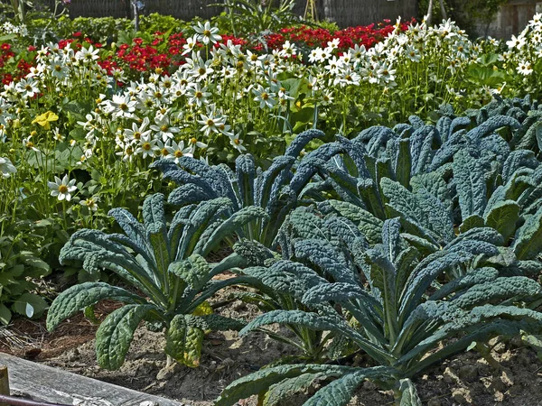 Närbild Kale Brassica Oleracea Grönsaks Och Blomsterträdgård — Stockfoto