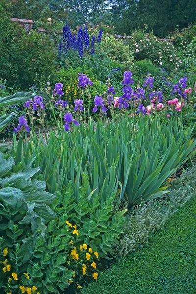 Attraktive Blumeneinfassung Mit Iris Und Pfingstrose Einem Ummauerten Garten — Stockfoto