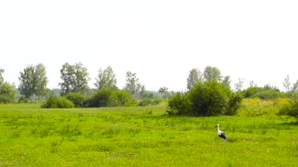 Stork is wandelen op groen gras — Stockvideo