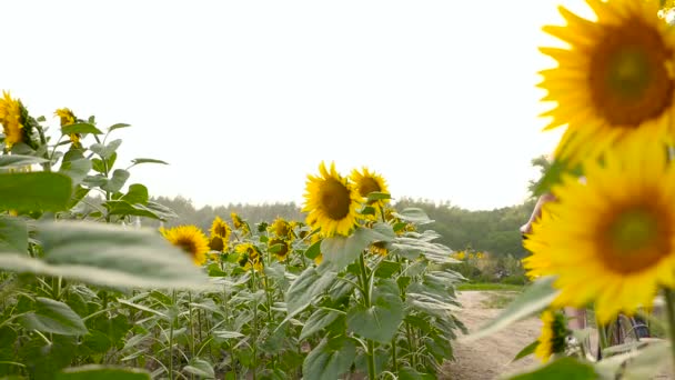 Longhair dame monte un vélo au champ de tournesol — Video