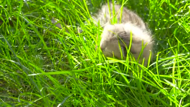 Nyfödd kattunge lägger på gräset — Stockvideo