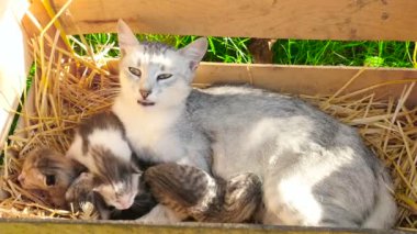 Onu yavru kedi ve yawnes ile bir anne kedi bırakır