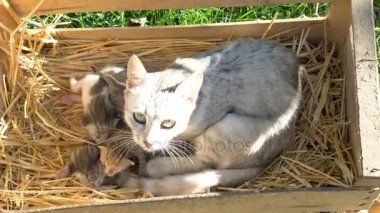 Ahşap kutusunda onu yavru kedi ile anne kedi