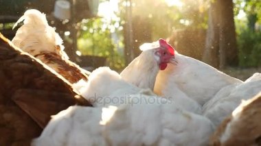 Bir çiftlikte yerli tavuk besleme