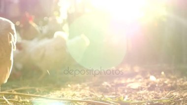 Sanny bir günde yerli tavuk besleme