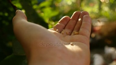 Çiftçiler eline düşme buğday taneleri