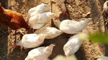 Bir çiftlikte besleme beyaz ve kırmızı yerli tavuk