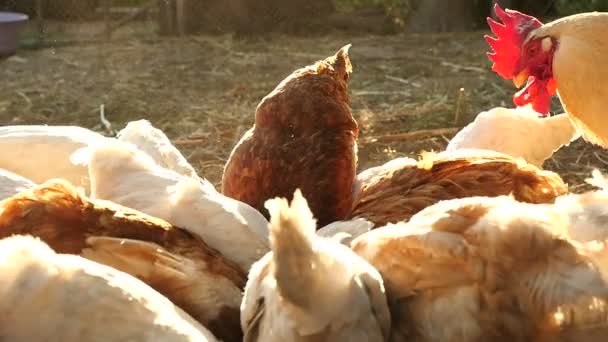 Krmení skupinu domácích kuřat na farmě — Stock video