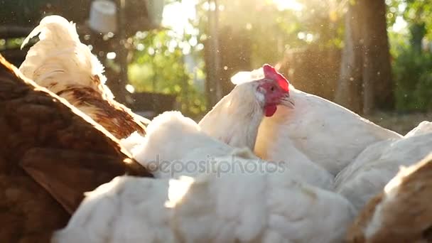 Alimentación de pollos domésticos en una granja — Vídeo de stock