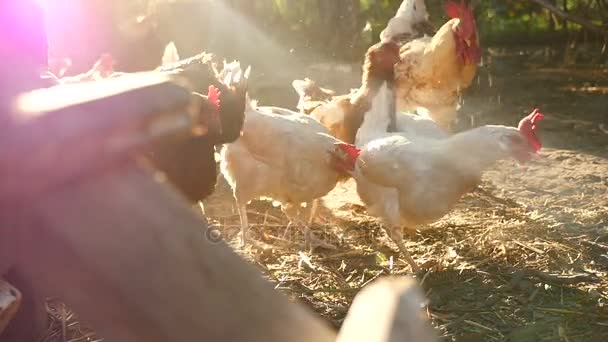 Hagyományos etetés egy gazdaságban a csirkék — Stock videók