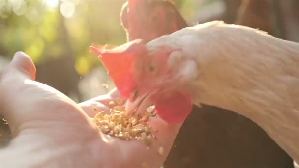 Une main d'homme nourrit un poulet dehors . — Video