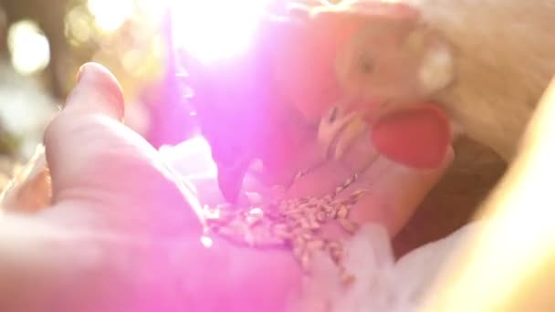 En mens hand matar en kyckling i gården — Stockvideo