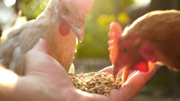 Hand-feed kycklingar på gården — Stockvideo