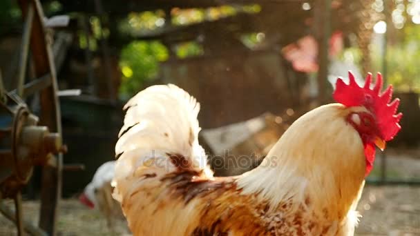 Alimentação de galo no quintal — Vídeo de Stock