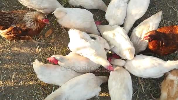 Poulets domestiques se nourrissant. La vue du haut 