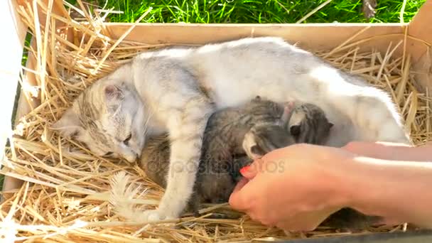 Mãos femininas coloca gatinho recém-nascido para sua mãe — Vídeo de Stock
