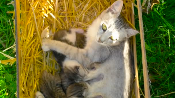 Eine Katzenmutter füttert ihre neugeborenen Kätzchen — Stockvideo