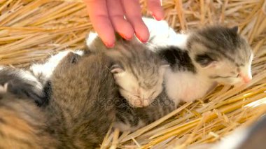 El okşayarak newborn yavru kedi