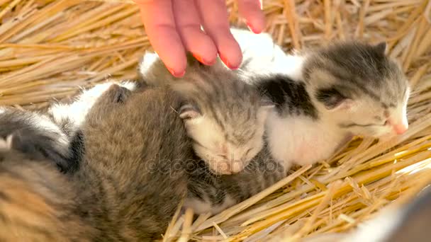 Mano femenina acariciando gatitos recién nacidos — Vídeo de stock