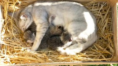 Anne kedi ile onu yavru kedi uyur