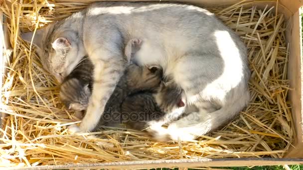 Una madre gata duerme con sus gatitos — Vídeo de stock