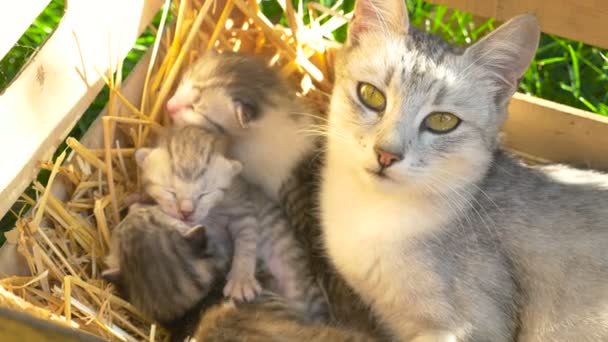 Μια γάτα μητέρων φύλακες τα γατάκια της ύπνου — Αρχείο Βίντεο