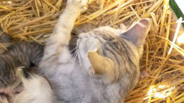 Anne kedi dinlenme onu küçük yavru kedi ile vardır.