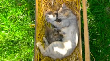 Anne kedi yavru kedi bebeğini ilgilenir
