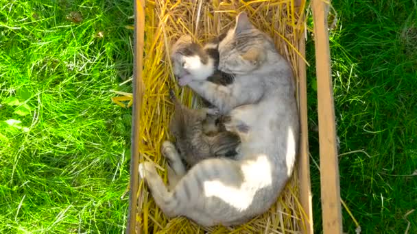 Eine Katzenmutter kümmert sich um ihr Jungtier-Baby — Stockvideo