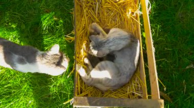 Bir baba kedi şirin ailesinin yanına gelir