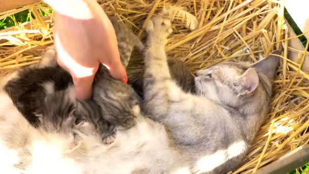 Женская рука возвращает котенка матери-кошке — стоковое видео
